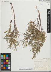 Foto von Salix repens subsp. rosmarinifolia (L.) Andersson